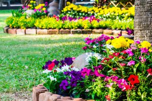 Flowers in the garden.