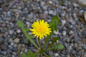 dandelion-2084034_1920